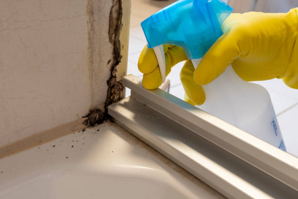 Best Localized Mold Remediation (e.g., coastal areas, humid climates) in Fairdale, PA