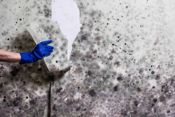 Best Bathroom Mold Remediation in Fairdale, PA