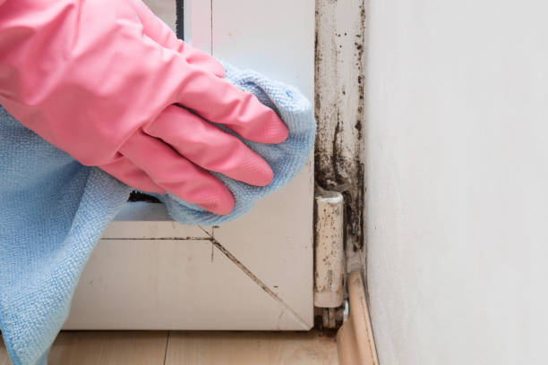 Best Commercial Mold Remediation in Fairdale, PA